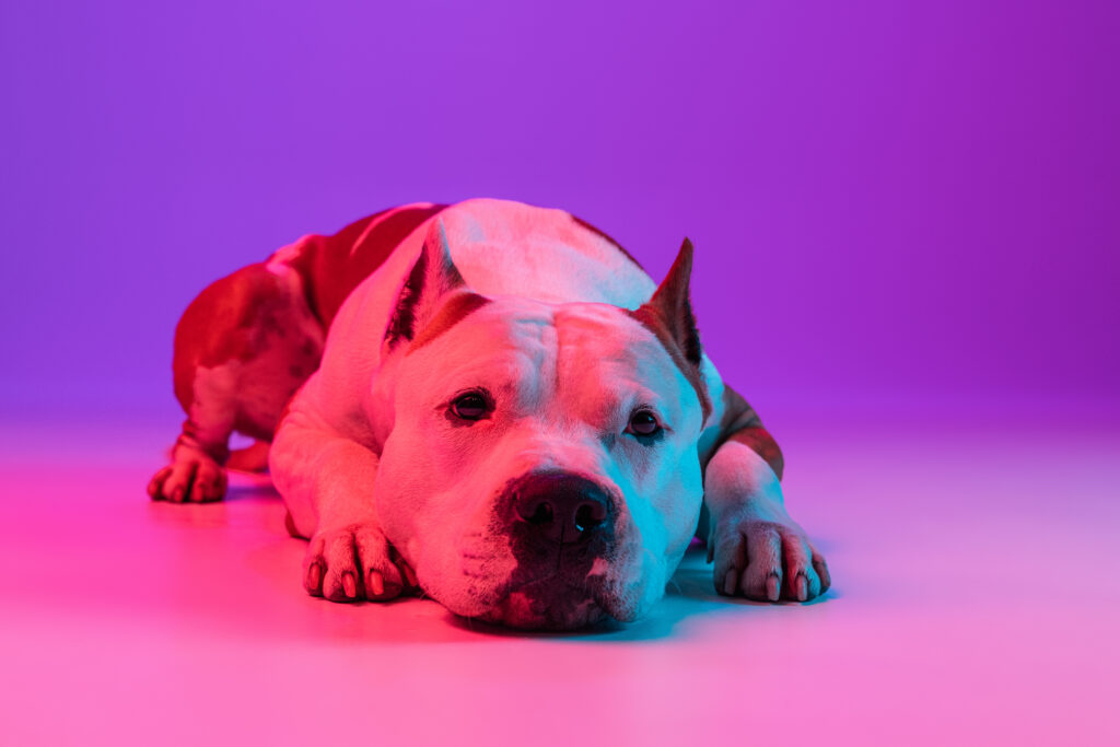 A dog laying down with red light therapy for dogs.