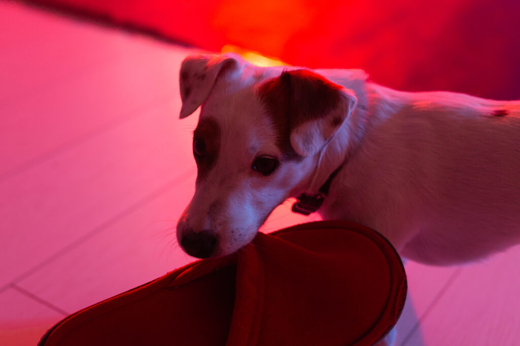 A dog doing red light therapy for dogs while holding a red house slipper in his mouth.